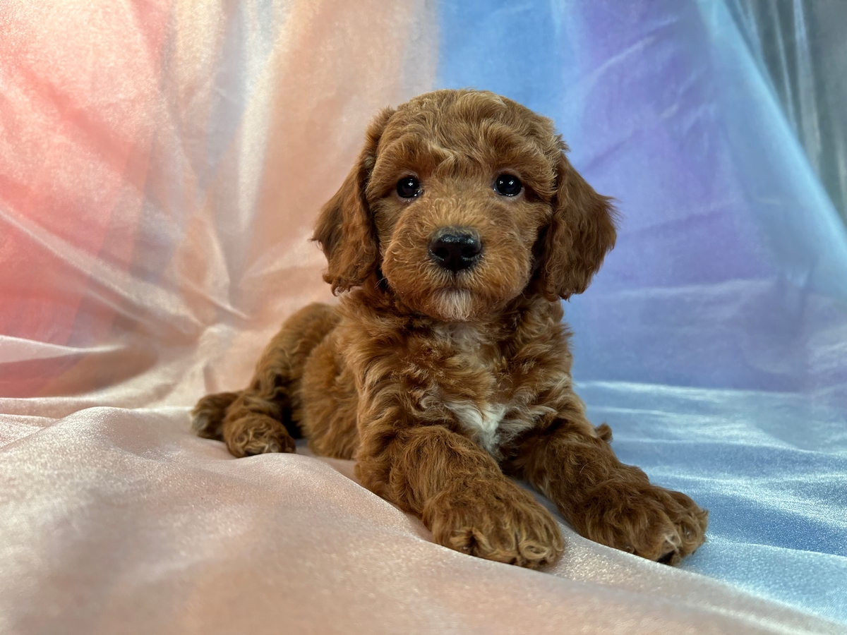Miniature Goldendoodle Puppy for Sale DOB 1-18-2023 $1200